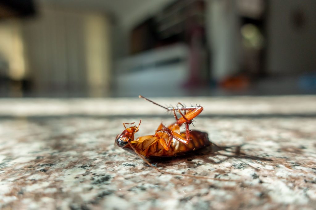 Dead cockroach on a marble floor inside a home, showing how cockroaches can invade residential spaces.