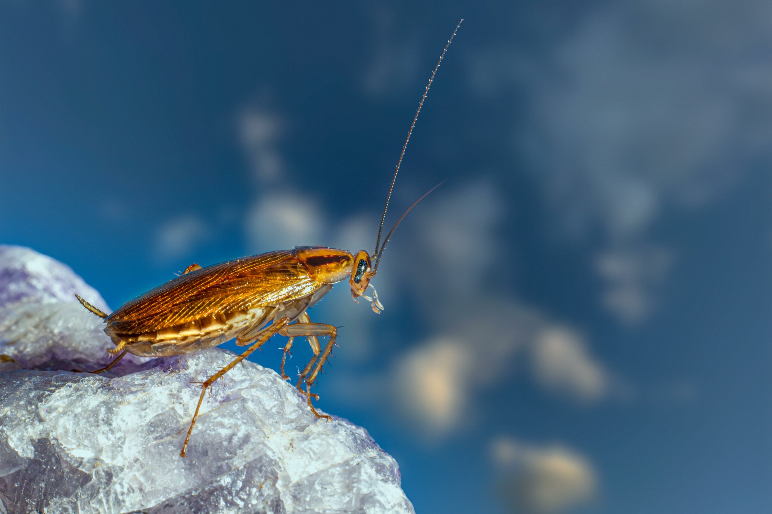 Close-up of a German cockroach with long antennae perched on a rock, highlighting its distinctive brown body and invasive nature.