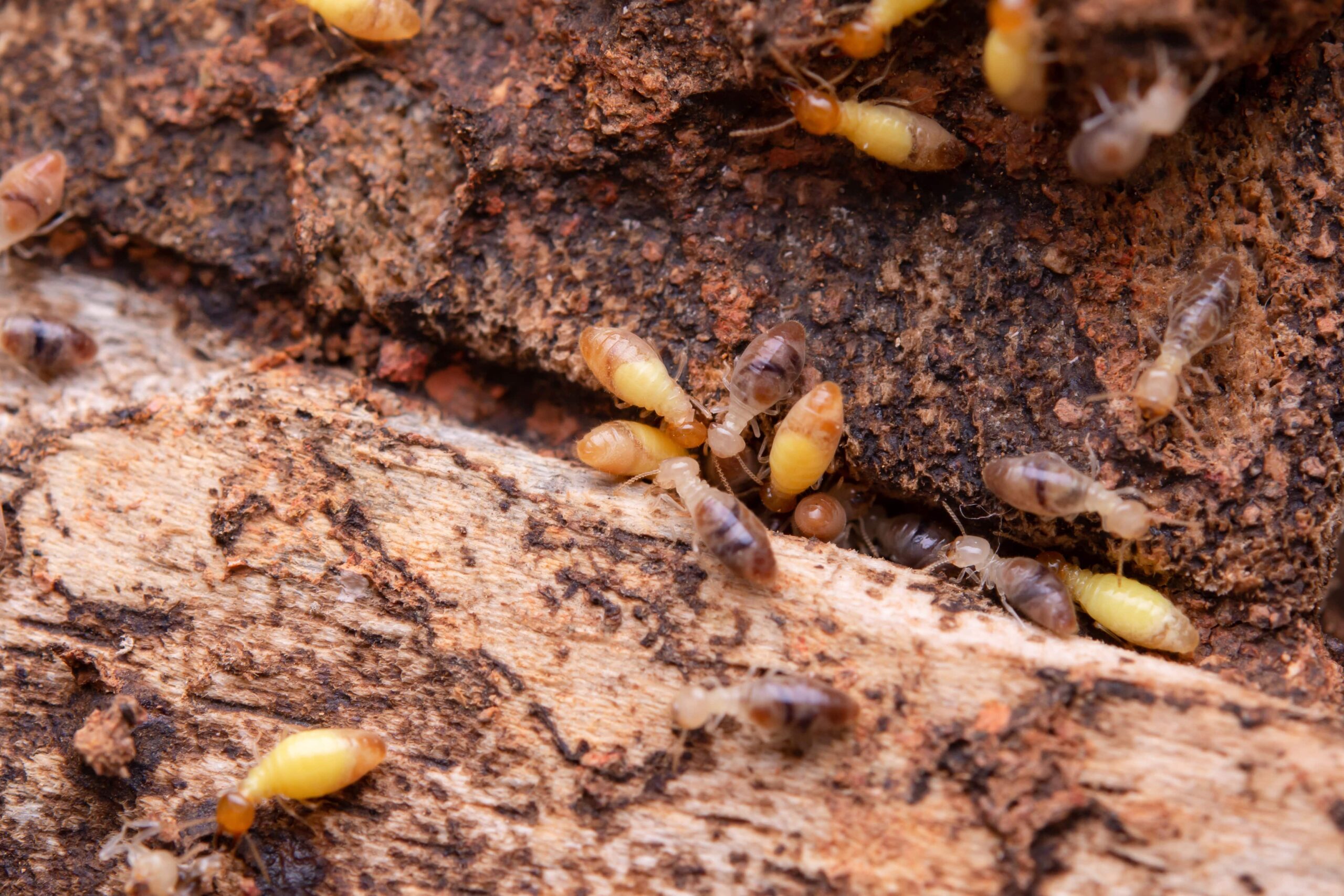 Is a termite an insect? See their segmented bodies and antennae in this close-up image of termites on decayed wood.